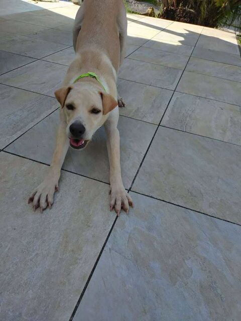 BUDY le magnifique 350 51000 Ch�lons-en-champagne