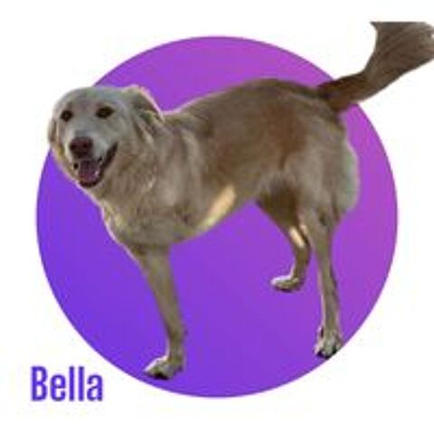   Notre amour de BELLA, 1 an, 18 kg, tripattes, à l'adoption 