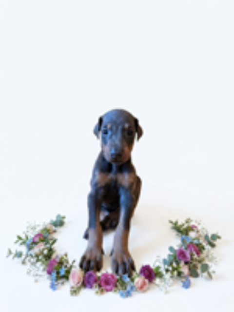   Chiot doberman  