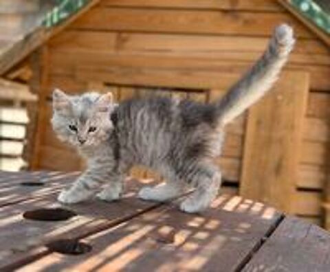  Maine Coon chaton LOOF 