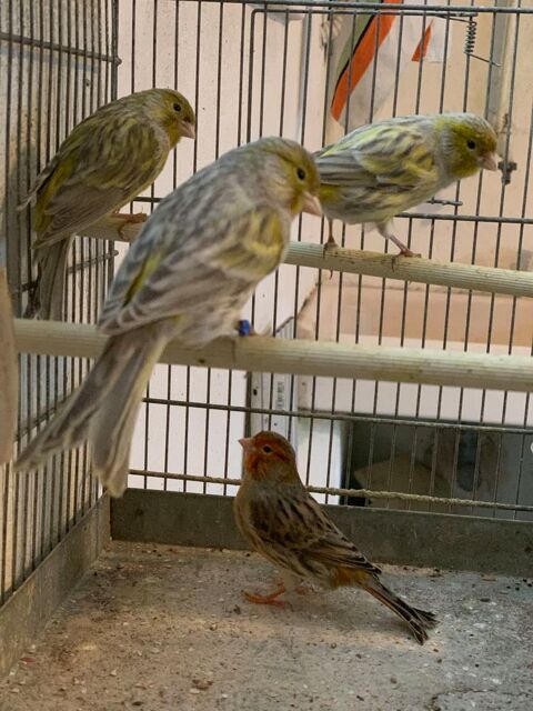 CANARIS 20 49300 Cholet