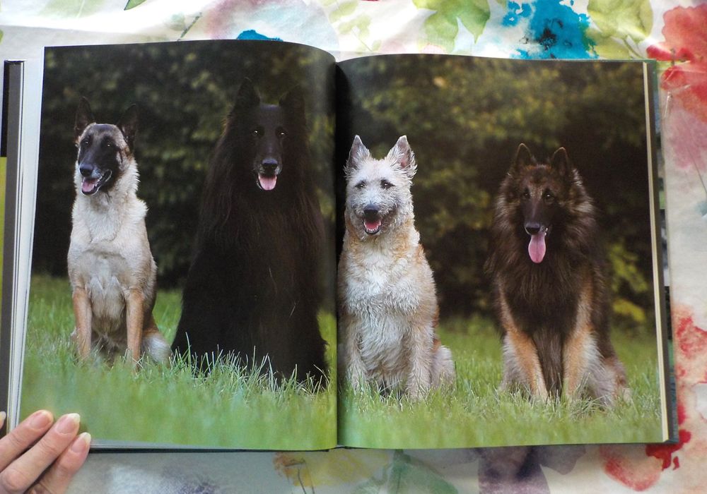 CHIENS DE BERGER Les chiens La grande encyclop&eacute;die visuelle Livres et BD