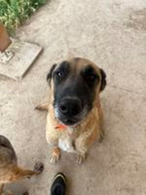   Berger Belge Malinois LOF  