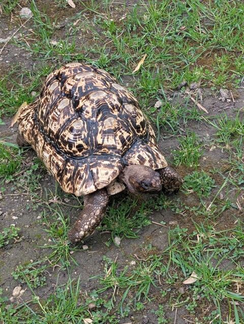 Stigmochelys pardalis babcocki 1500 52300 Rouvroy-sur-marne