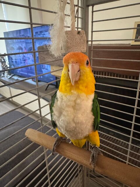 Femelle caïque 500 91520 gly