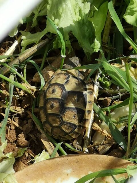 Torue de etrre gra&eacute;cca 80 34430 Saint-jean-de-v�das