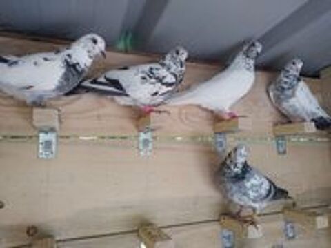   Pigeons hauts volants 