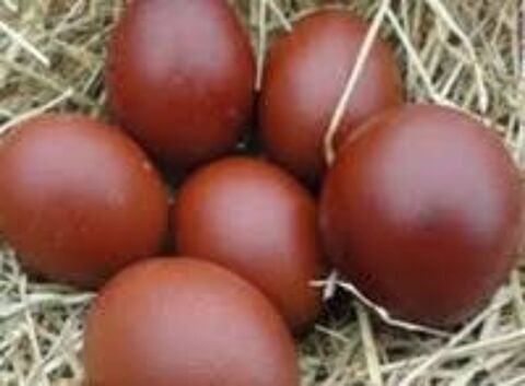   Poules noirans oeufs chocolat 