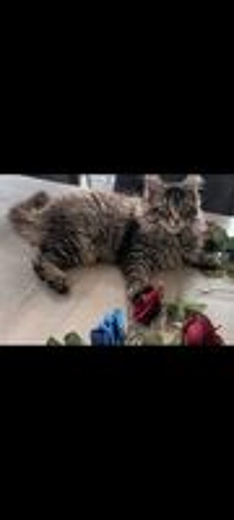   Maine coon  femelle loof 