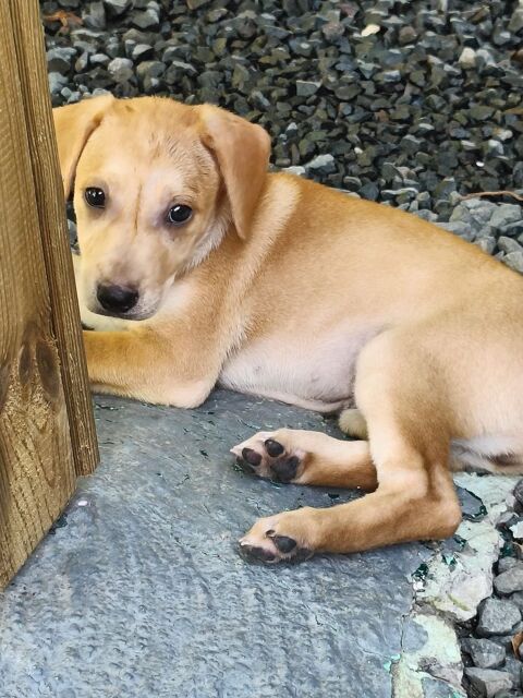 🐾Chablis, femelle X berger n&eacute;e le 20/11/2025 300 44000 Nantes