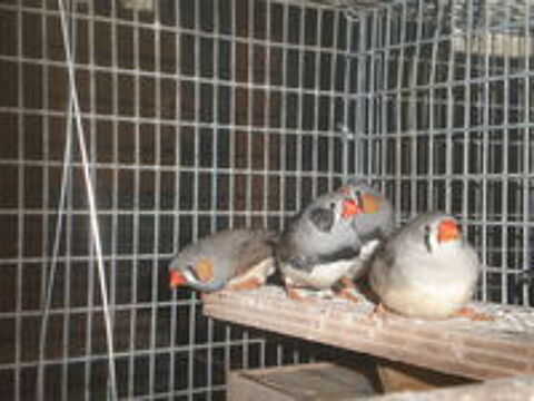   mandarin 