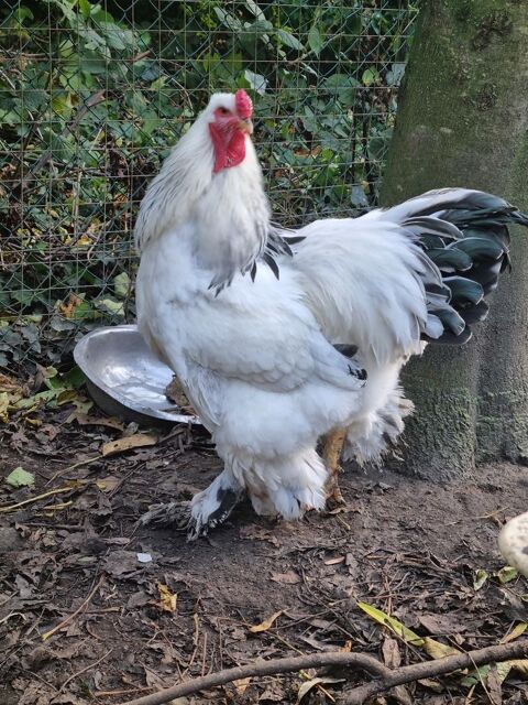 Poule, coq... 15 59290 Wasquehal