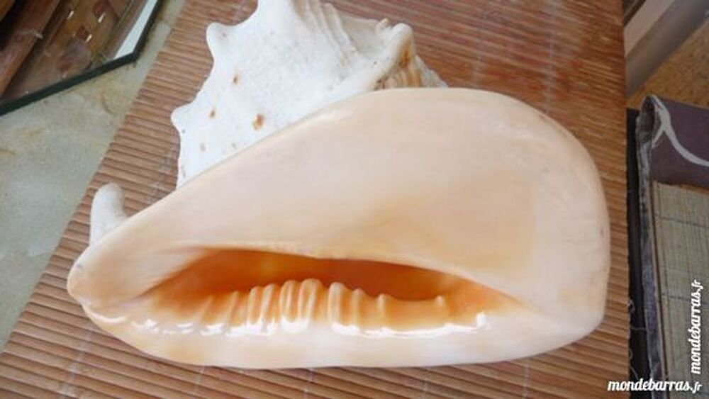 GROS COQUILLAGE BLANC 