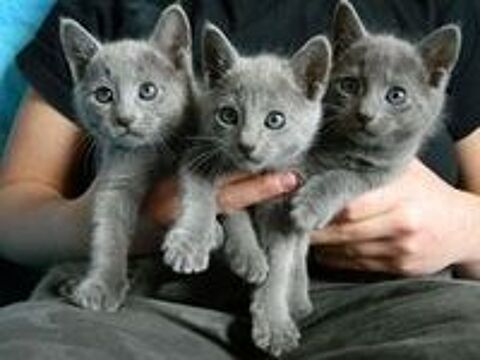   Magnifiques chatons chartreux LOOF à réserver  