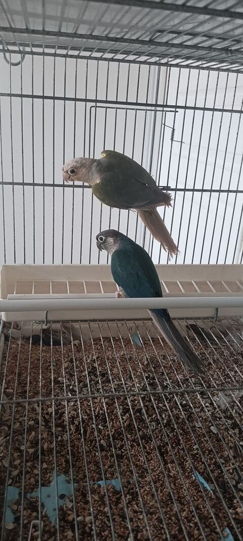 Couple Conure Turquoise opaline 160 40700 Hagetmau