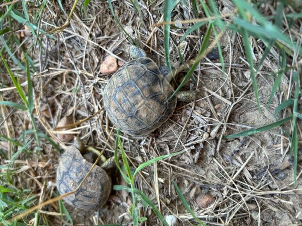   Tortues de terre nées en août 2026  