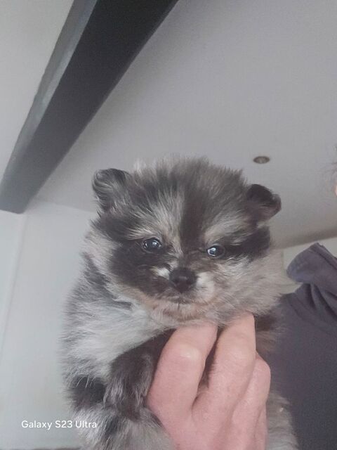 Spitz 1300 62158 Coullemont