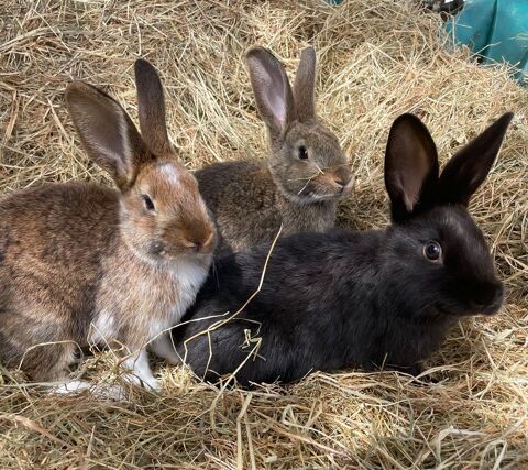 lapins papillons 25 60420 M�n�villers