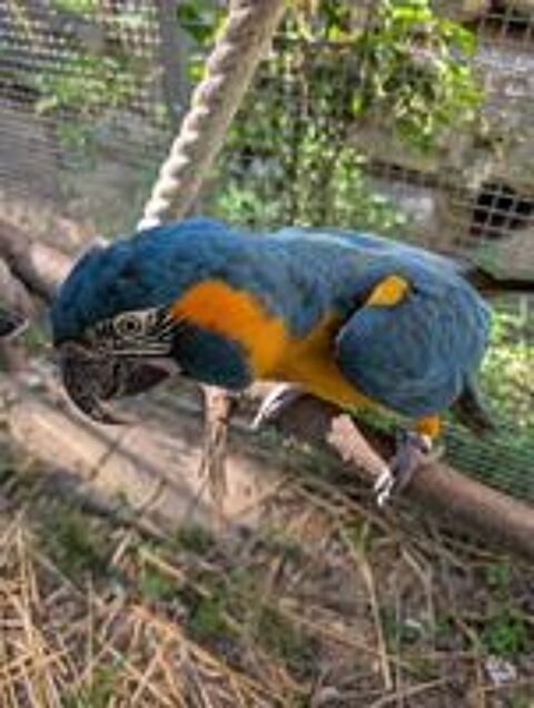   Ara à gorge bleue / glaucogularis / canindé mâle  