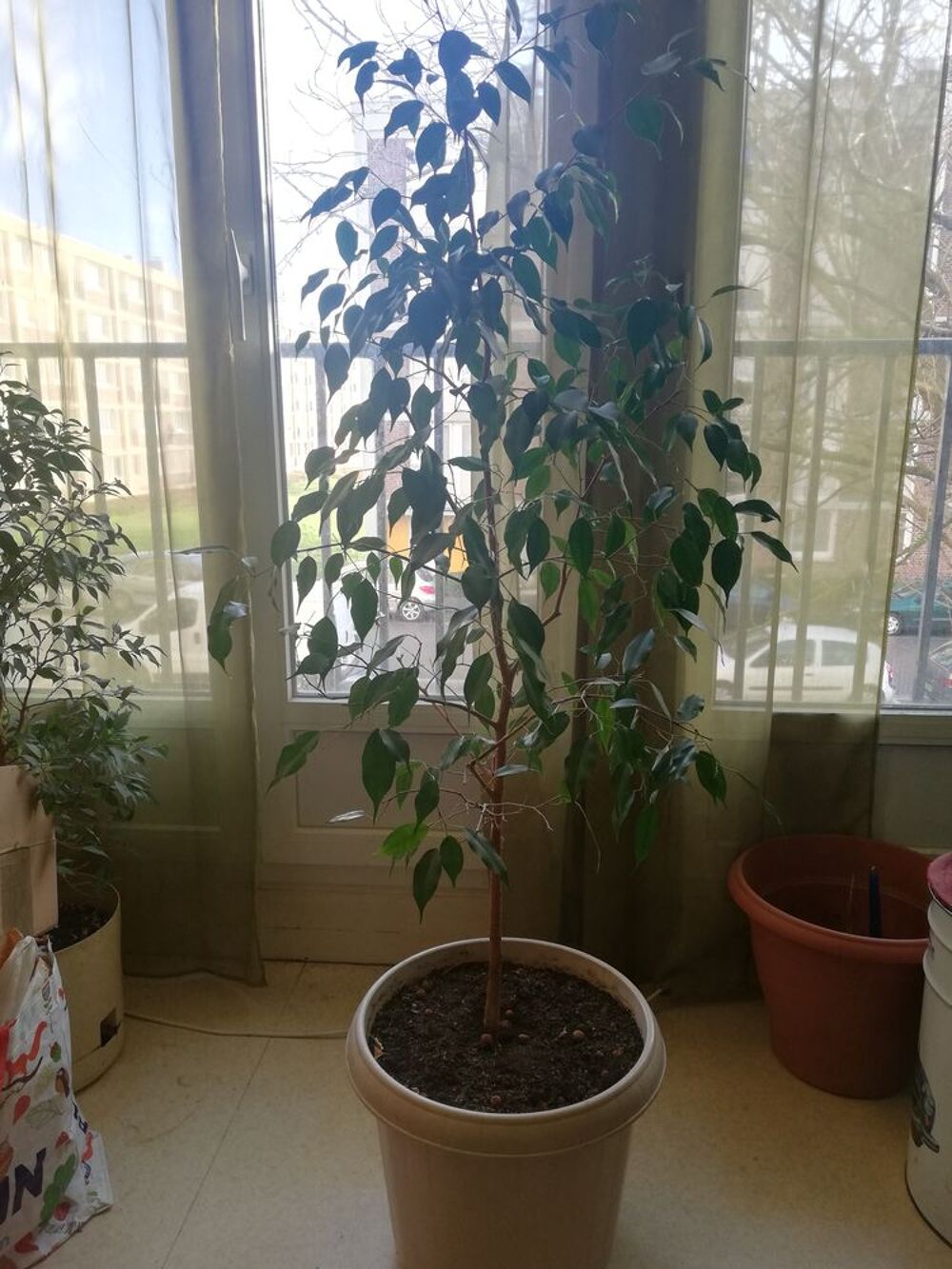 Ficus de 1,50m Jardin