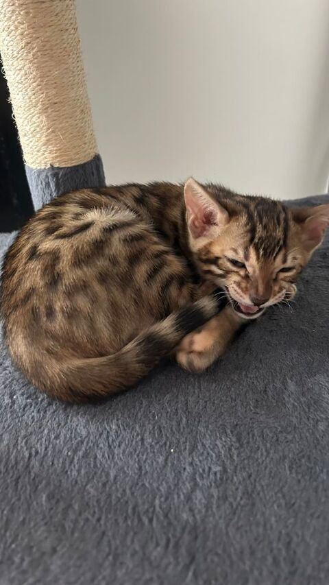 Chatons bengal 93260 Les lilas