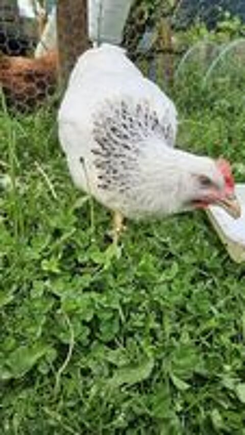   Jeune poule pondeuse Sussex  3 mois 