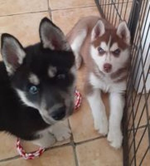  HUSKY FEMELLE LOF 