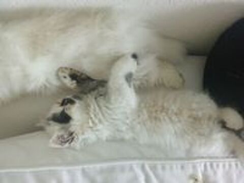   Chaton persan  