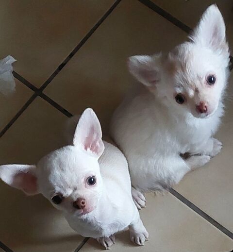 Superbes chiots chihuahua poils courts et poils longs 1200 89160 Ancy-le-franc