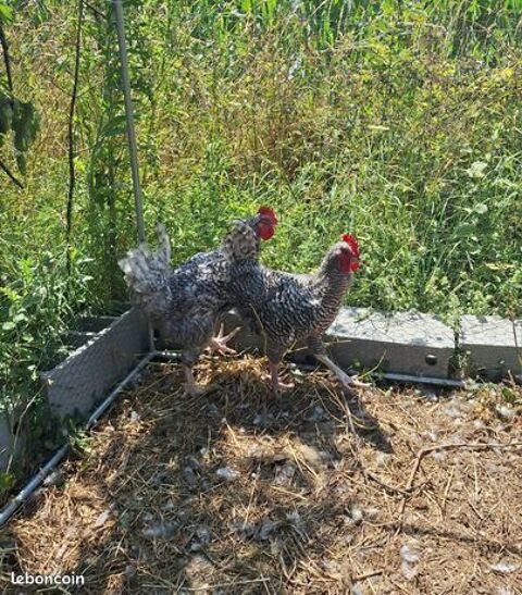 Coq Coucou de Rennes 10 35160 Breteil