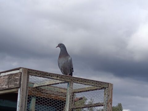  pigeons voyageurs non bagu&eacute;s 
5 62330 Isbergues