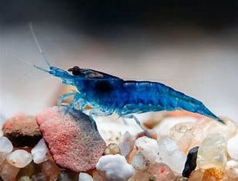 Crevettes blue velvet pour aquarium 3 59650 Villeneuve-d'ascq
