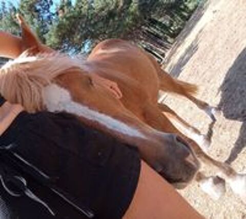   Cheval joueur et attachant  