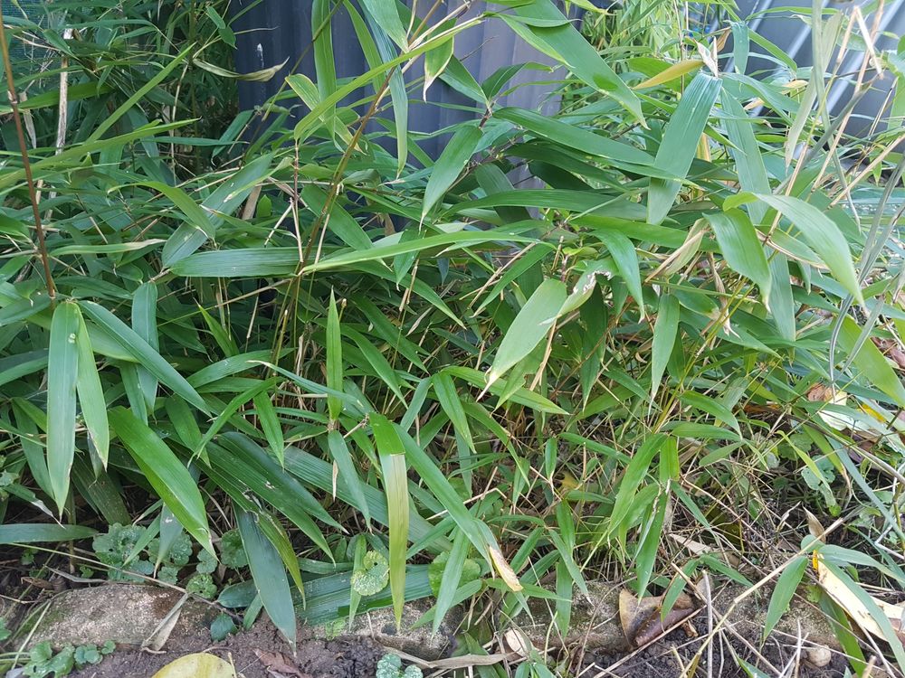 Bambou commun (Bambusa vulgaris) Jardin