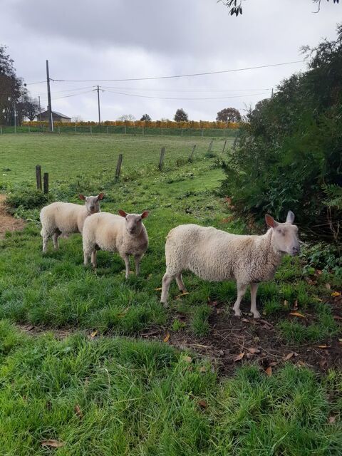 Agneau d'un an
120 86110 Chouppes