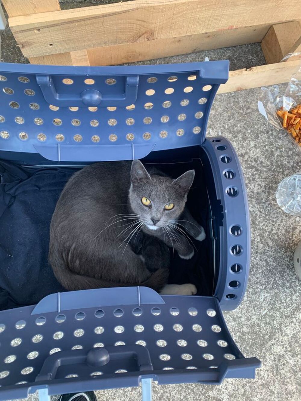l'annonce B&eacute;b&eacute; chat crois&eacute; bleu russe et british shorthair et sa maman british shorthair + nourriture cage offerte Sports