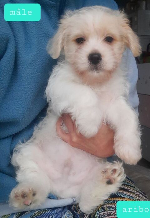 Chiots type bichon havanais  650 14100 Beuvillers