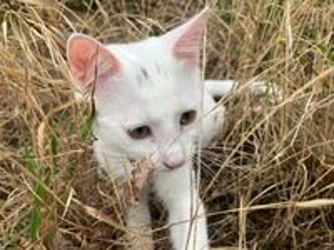   chaton femelle 