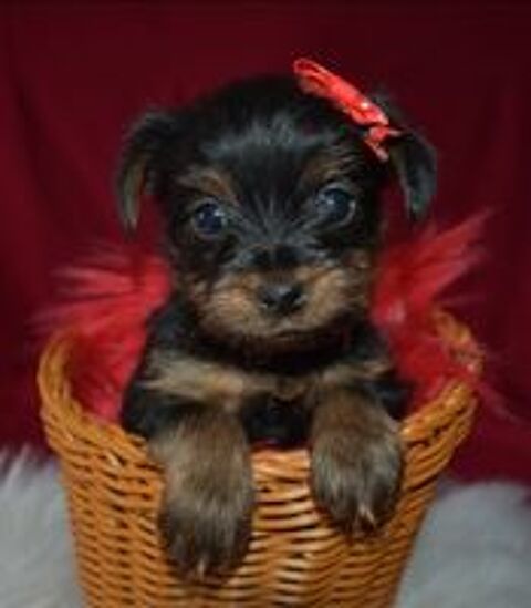   A rserver 1 chiot mle Yorkshire Terrier LOF  