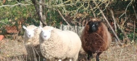 mouton 180 77131 P�zarches