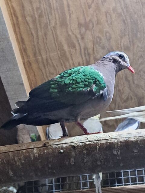 Oiseaux de cage et de voliere 50 40110 Morcenx