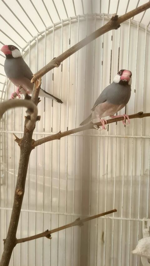 Jeunes Paddas de Java non eam 18 75015 Paris