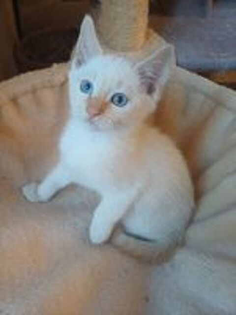   Bbs chaton mâle sacrée de Birmanie croisés siamois  