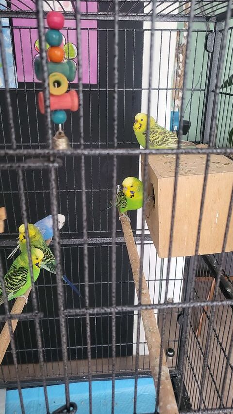 Perruches ondul&eacute;s 130 51100 Reims