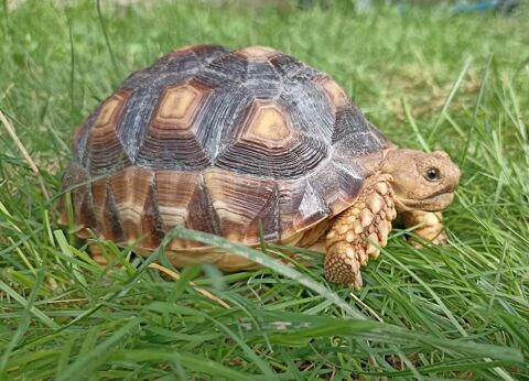 tortue terestre sulcata 200 78840 Freneuse