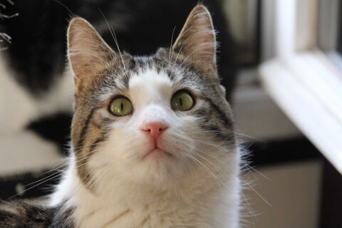 ROSSI CHAT TIGRE BLANC 4 ANS 195 92260 Fontenay-aux-roses