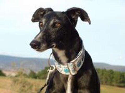   VERA 🩷 l'élégance d'une galga au coeur tendre 