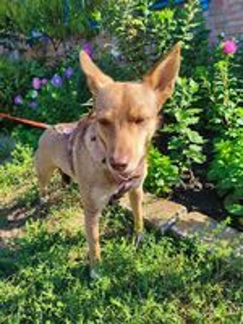   A L'ADOPTION GERA SE TROUVE EN REFUGE UKRAINE 