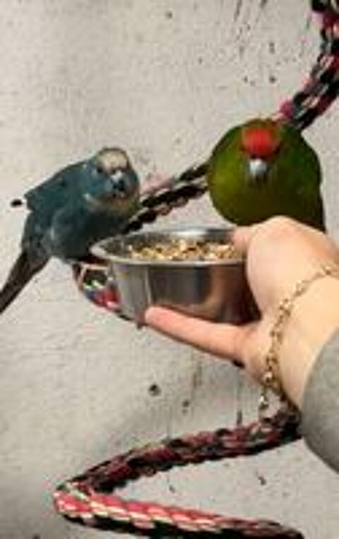   Kakariki 