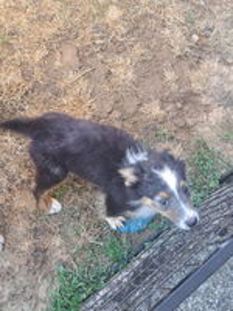   Chiots berger australien non lof  